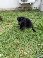 Male Black Collar, a male German Shepherd Dog for sale in Orlando, FL – 3 of 5