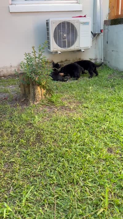 Male Black Puppy, a male German Shepherd Dog for sale in Orlando, FL – 5 of 8