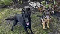 Green Collar Female, a female German Shepherd Dog for sale in Orlando, FL – 6 of 7