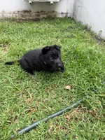 Green Collar Female, a female German Shepherd Dog for sale in Orlando, FL – 4 of 7