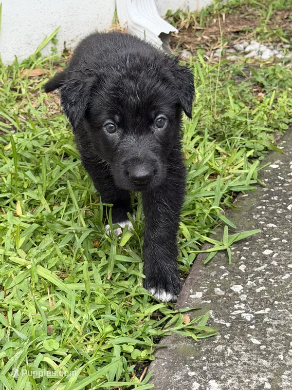 White Paw Male – German Shepherd Dog puppy for sale in Orlando, FL