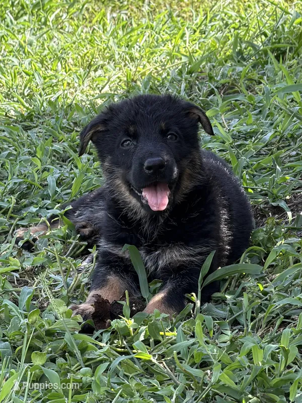 Black and Tan Female – German Shepherd Dog puppy for sale in Orlando, FL
