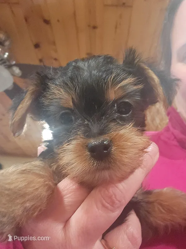 Full AKC Baby girl 3