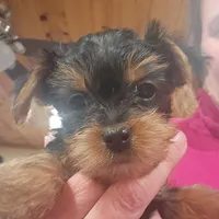 Full AKC Baby girl 3, a female Yorkshire Terrier for sale in Beloit, WI – Photo 1 of 2
