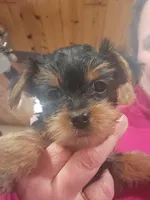 Full AKC Baby girl 3, a female Yorkshire Terrier for sale in Beloit, WI – Photo 1 of 2