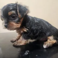 Full AKC Baby girl 3, a female Yorkshire Terrier for sale in Beloit, WI – Photo 2 of 2
