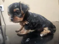 Full AKC Baby girl 3, a female Yorkshire Terrier for sale in Beloit, WI – Photo 2 of 2