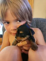 Purebred little girl, a female Yorkshire Terrier for sale in Beloit, WI – Photo 2 of 3