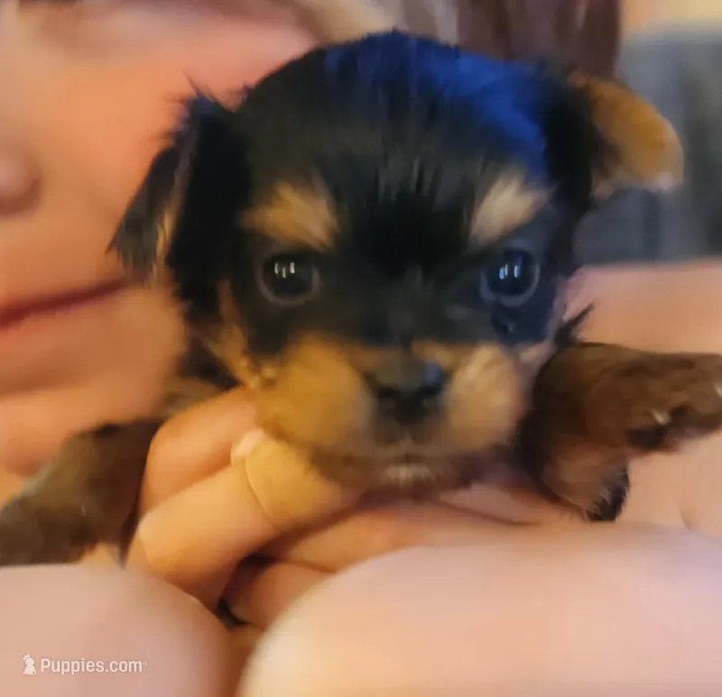 Purebred little girl