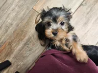 Full AKC Baby girl 2, a female Yorkshire Terrier for sale in Beloit, WI – Photo 1 of 2