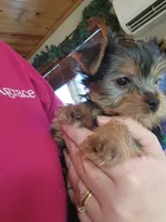 Full AKC Baby girl 2, a female Yorkshire Terrier for sale in Beloit, WI – Photo 2 of 2