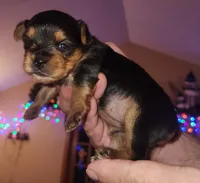 Full AKC Girl 1, a female Yorkshire Terrier for sale in Beloit, WI – Photo 4 of 4