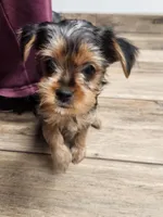 Full AKC Girl 1, a female Yorkshire Terrier for sale in Beloit, WI – Photo 3 of 4