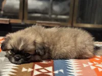 Woody, a male Pekingese for sale in Edmond, OK – 6 of 6