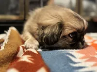 Woody, a male Pekingese for sale in Edmond, OK – 1 of 6