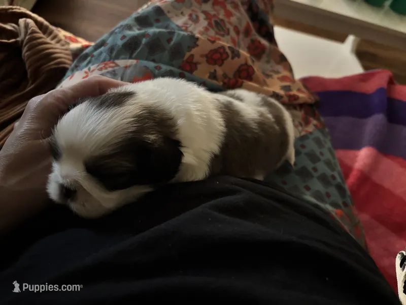 Willie – Pekingese puppy for sale in Edmond, OK