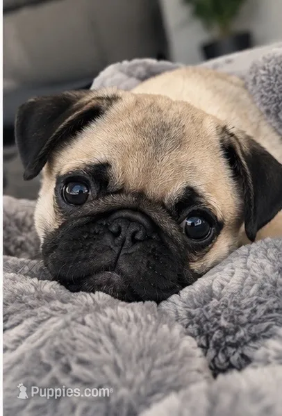 Wilder – Pug puppy for sale in Edmond, OK