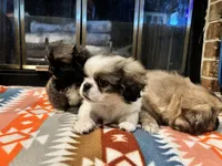 Woody, a male Pekingese for sale in Edmond, OK – 4 of 6