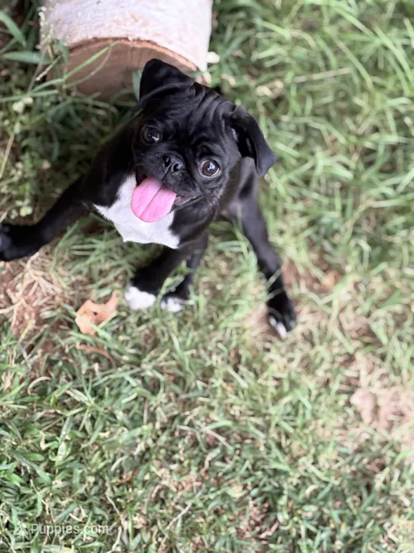 Willow – Pug puppy for sale in Edmond, OK