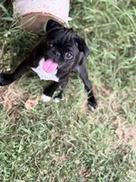 Willow, a female Pug for sale in Edmond, OK – 1 of 3