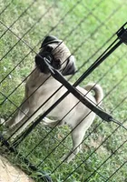 Wilder, a male Pug for sale in Edmond, OK – 3 of 3