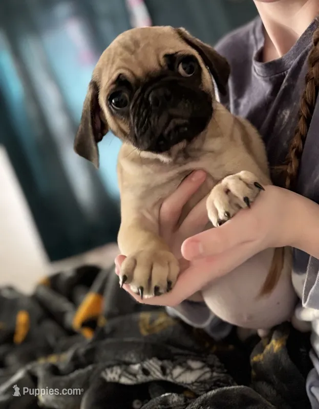 Wilder – Pug puppy for sale in Edmond, OK