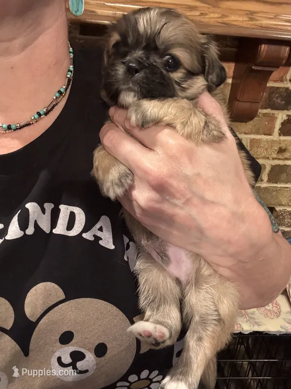 Woody – Pekingese puppy for sale in Edmond, OK