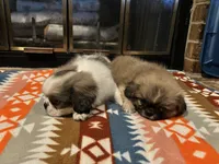 Woody, a male Pekingese for sale in Edmond, OK – 3 of 6