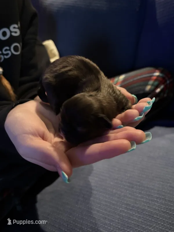 Willow – Pekingese puppy for sale in Edmond, OK