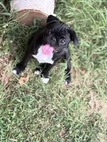 Willow, a female Pug for sale in Edmond, OK – 2 of 3