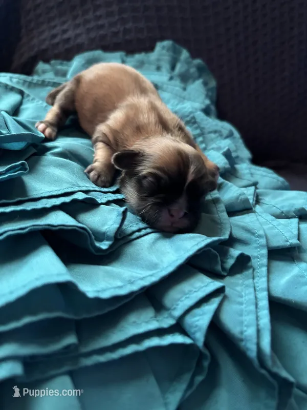 Woody – Pekingese puppy for sale in Edmond, OK