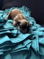 Woody, a male Pekingese for sale in Edmond, OK – 1 of 2