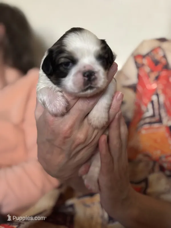 Willie – Pekingese puppy for sale in Edmond, OK