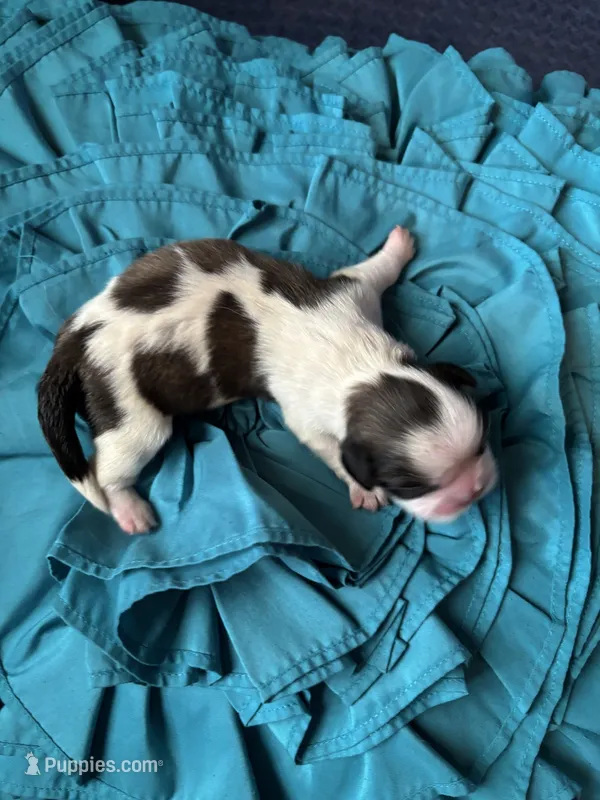 Willie – Pekingese puppy for sale in Edmond, OK