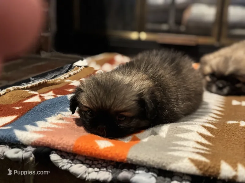 Willow – Pekingese puppy for sale in Edmond, OK
