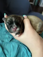 Woody, a male Pekingese for sale in Edmond, OK – 2 of 2