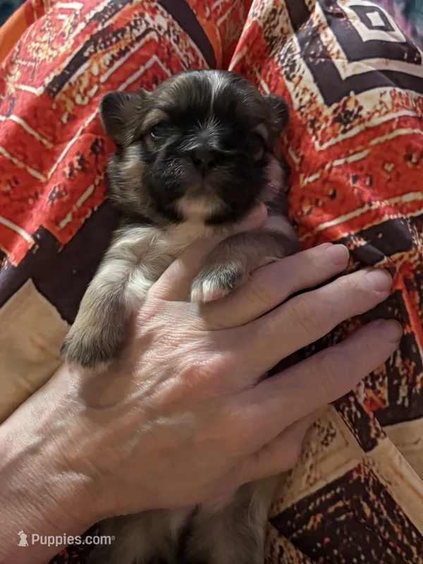 Woody – Pekingese puppy for sale in Edmond, OK