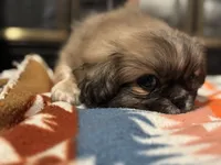 Woody, a male Pekingese for sale in Edmond, OK – 5 of 6