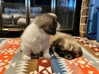 Woody, a male Pekingese for sale in Edmond, OK – 2 of 6