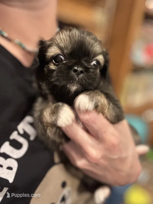 Willow – Pekingese puppy for sale in Edmond, OK