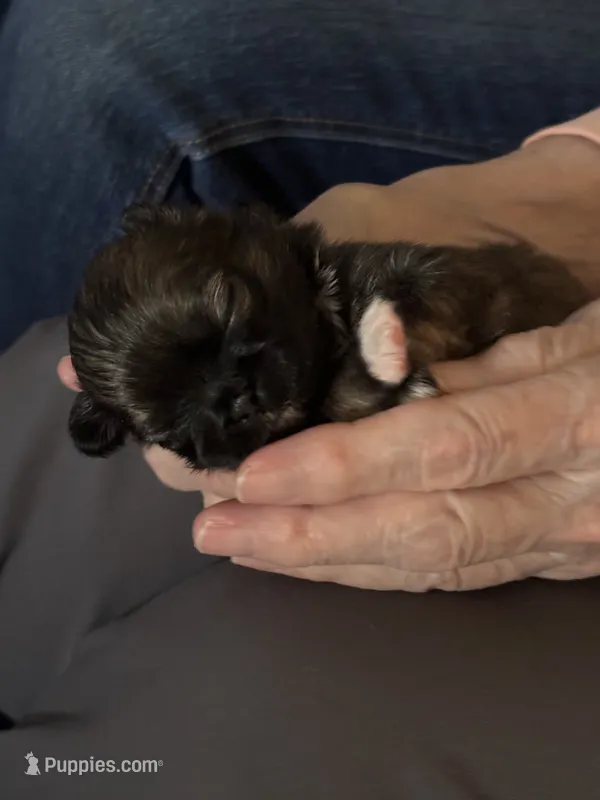 Willow – Pekingese puppy for sale in Edmond, OK
