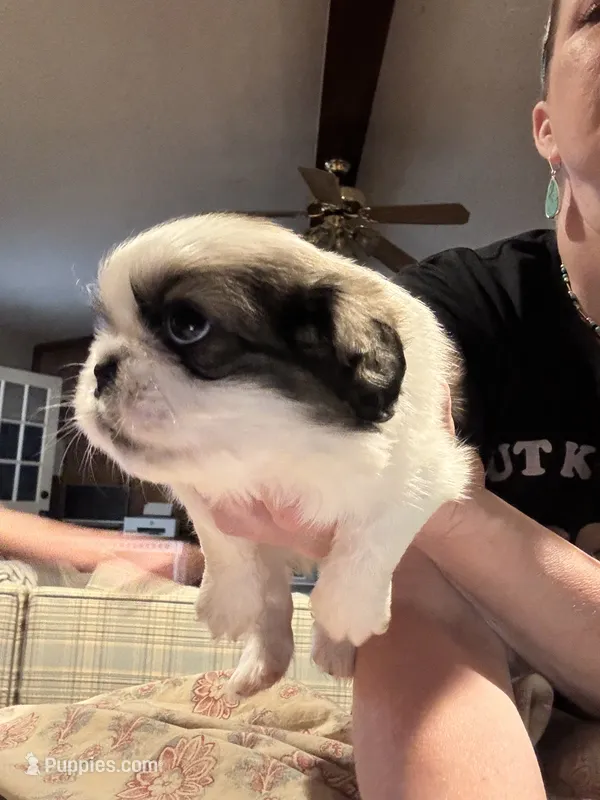 Willie – Pekingese puppy for sale in Edmond, OK