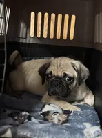 Wilder, a male Pug for sale in Edmond, OK – 2 of 3