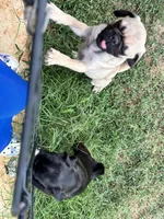 Willow, a female Pug for sale in Edmond, OK – 3 of 3