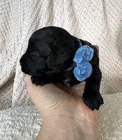 Charlie , a male Cockapoo for sale in Earl Park, IN – 3 of 3
