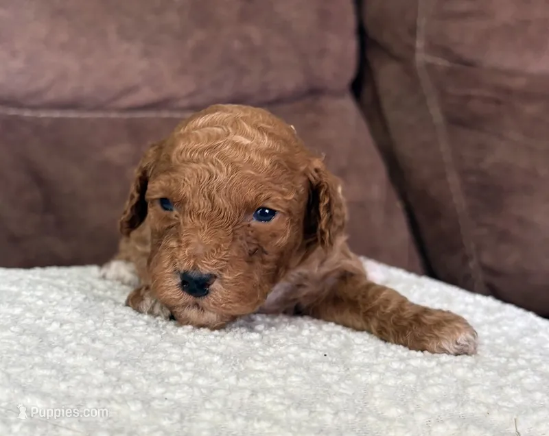 Maggie F1b  – Cockapoo puppy for sale in Earl Park, IN