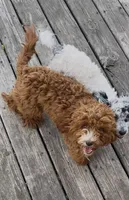 Charlie F1b , a male Cockapoo for sale in Earl Park, IN – 5 of 6