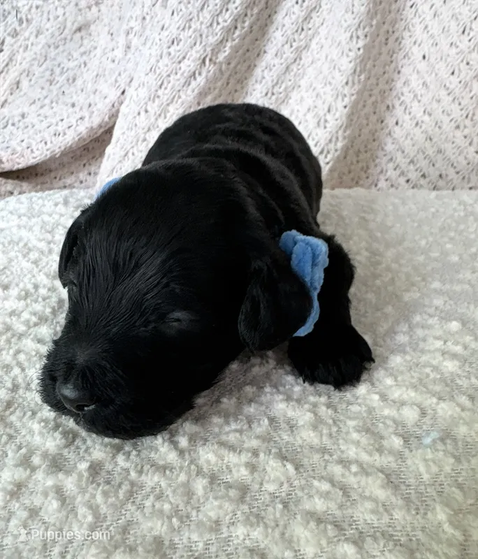 Charlie  – Cockapoo puppy for sale in Earl Park, IN