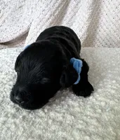 Charlie , a male Cockapoo for sale in Earl Park, IN – 1 of 3
