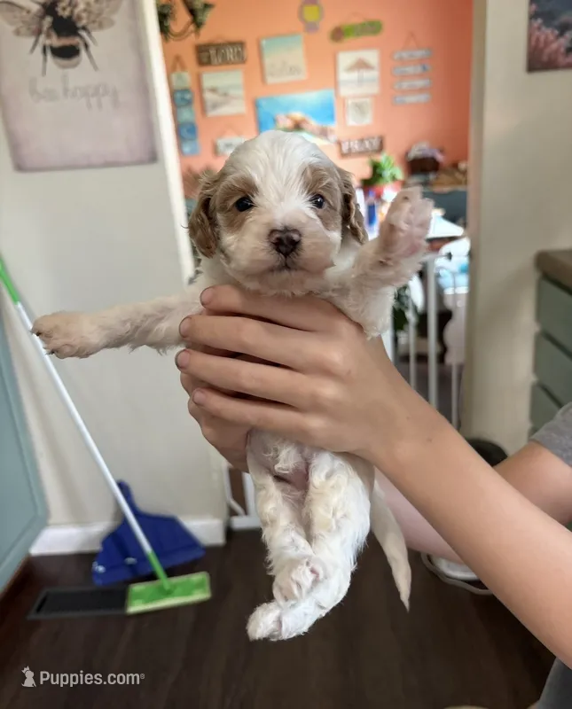 Oakley F1b  – Cockapoo puppy for sale in Earl Park, IN